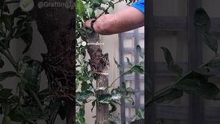 Kaffir lime air layering new experience garden grafting gardening plants fruits shorts tree [upl. by Murtagh]