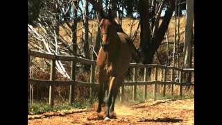 3 Year old Warmblood Cantering  Diagnosis Wobblers syndrome [upl. by Aikenahs]