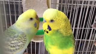 BudgieParakeet Breeding PairВолнистых попугаев [upl. by Karb]