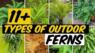 14 Types of Outdoor Ferns  The Planet of Greens [upl. by Lothair845]