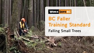 BC Faller Training Standard  Falling Small Trees 10 of 17 [upl. by Nossah802]