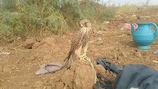 7 November 2024 kestrel bird trapped Bimaculated Lark Falcon hunting place in Pakistan [upl. by Elyssa283]