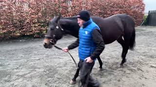 Invincible Army at Yeomanstown Stud [upl. by Schreiber]