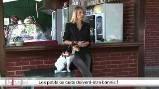 Quels aliments sont toxiques pour le chien [upl. by Laubin]