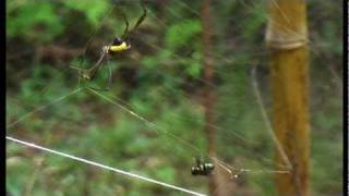 Parasitoides em ação aranhas sob comando [upl. by Sedlik200]