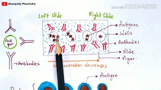 Radial immunodiffusion  Immunotechnology  Bio science [upl. by Aihtnys]