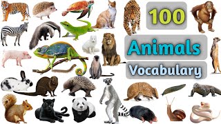 Animals Vocabulary In English ll 100 Animals Name In English With Pictures [upl. by Upton]