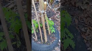 The beefsteak tomatoes are growing great in the recycled tire [upl. by Jacobina]