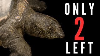 10 of the RAREST Animals on Earth  Part 2 [upl. by Seavey]