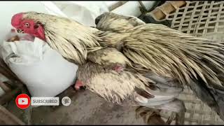 Pure aseel parrot beak long tail aseel murga chicks rooster for India odisha [upl. by Alraep]