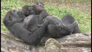 Many gorilla kisses and hugs Gorillas and Mangabeys in Safaripark Beekse Bergen [upl. by Gordon]