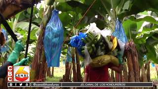 Aumenta el precio del banano debido a fuertes lluvias que dañaron plantaciones en Guatemala [upl. by Gerk]