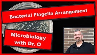 Bacterial Flagella Arrangements Microbiology [upl. by Llertniuq]