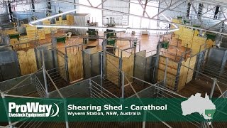 ProWay 12 Stand Shearing Shed and Sheepyards [upl. by Rem72]