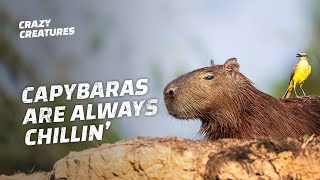 Capybaras the Largest and ‘Chillest’ Rodents in the World [upl. by Eeleimaj873]