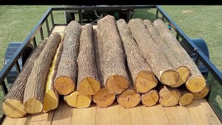 How to Remove Osage Sapwood and Bark Quickly [upl. by Yorgos]