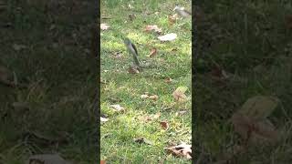 Tufted Titmouse Birds taking turns in the grassy area Harpeth River TN USA 🎶 titmousebirds [upl. by Leshia]