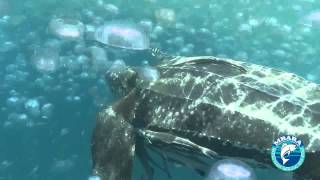 Leatherback Turtles 21 May 2013 [upl. by Esilrahc]