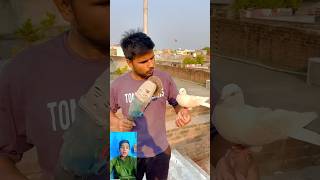 Kabutar 🤲bahut wafadar❤️ hota Hai dekhen 😱pigeon viral new short video [upl. by Yelats400]