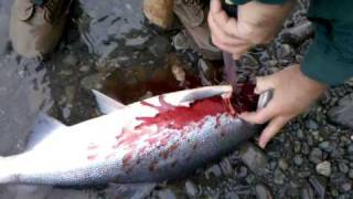 Bleeding Reds on the Kenai [upl. by Doyle]