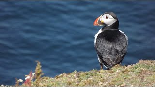 Pembrokeshire Puffins  Skomer Island  5 hour landing trip [upl. by Drawoh442]