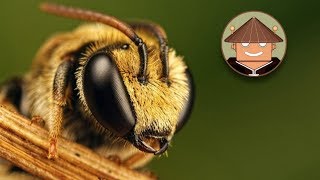 Qué Pasa Con las Abejas l Mini Documental [upl. by Navy]