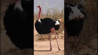 Male ostrich roars like  Amazing fact53 shortsyoutube shorts amazing facts facts ostrich [upl. by Gehman]