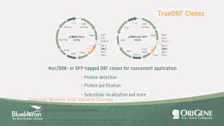 Product Overview OriGene DNA clones [upl. by Cerracchio]