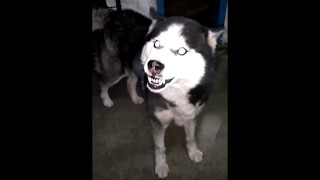 Angry Siberian husky attack [upl. by Cedric]