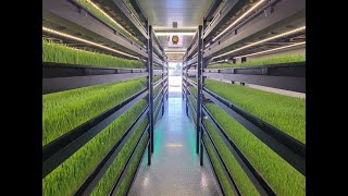 Growing Fodder in an Indoor Hydroponic Farm [upl. by Borchert]