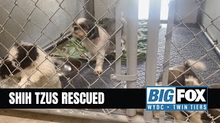 Southern Tier Animal Control Rescues 26 Shih Tzus Receives Overwhelming Community Support [upl. by Lathrope]