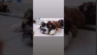 Lhasa Apso Puppies [upl. by Story30]