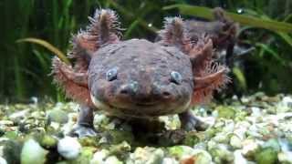 Andersons salamander  Ambystoma andersoni [upl. by Jeffcott]