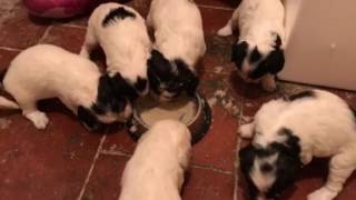 Puppies first meal How to introduce soid food to puppies and start the weaning process [upl. by Alexia520]