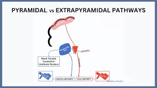 Pyramidal vs Extrapyramidal Pathways Explained [upl. by Eimat]