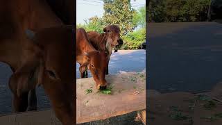 गाय माता की सेवा चच्ची पूजा है 🙏🏻humanity help cow happiness love motivation youtubeshorts [upl. by Eugor]