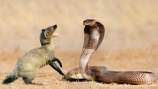 Times When Snakes Messed With The Wrong Opponent [upl. by Noseimaj677]