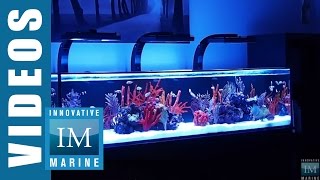 Innovative Marine NUVO SR Series 60 80 amp 120 Gallon Aquarium [upl. by Asiram]