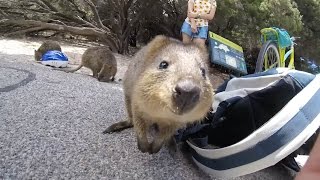 Adorable Quokka Wants A Cuddle [upl. by Beacham]