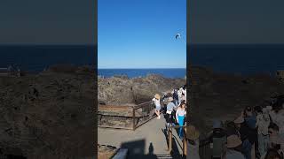 Kiama Blowhole🌊 sydney🇦🇺 youtubeshorts viralvideo travelsolo [upl. by Moncear809]