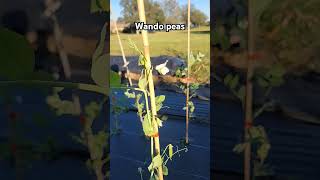 Wando peas update garden gardening homesteading homesteadgarden [upl. by Odlavu240]