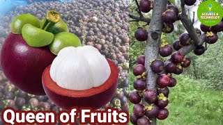 Amazing Mangosteen Farming Expert Tips for Successful Mangosteen Farming Modern Agriculture 2023 [upl. by Notnroht]