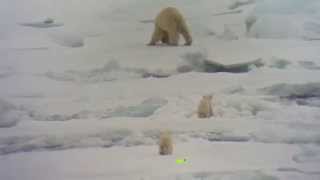 Svalbard Polar Bear Cubs [upl. by Ander771]