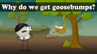 Why do we get Goosebumps  aumsum kids science education children [upl. by Hessney]