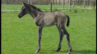 CADEAU CELESTE Hann 31032015 v Cadeau Noir x Wolkenstein II  Matcho X [upl. by Jerrie]