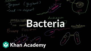 Bacteria [upl. by Darin921]