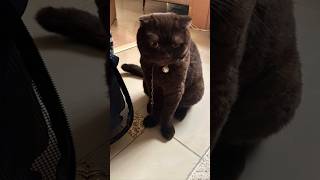 mating cat youtube4animal tiktok4animal scottishfold2 scottishfold cat kucing kucinglucu [upl. by Myranda]