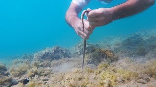 Catching a BOBBIT WORM [upl. by Euginomod]