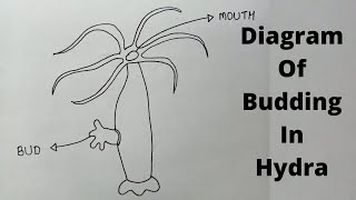 How To Draw Budding In Hydra Diagram  Diagram of Hydra Budding in Simple amp Easy Way  Hydra Diagram [upl. by Oirazan]