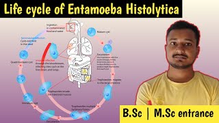 Life cycle of Entamoeba Histolytica  life cycle  BSc 1st year tgt pgt biology classes Bada basta [upl. by Reteid]